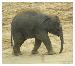 Elefant